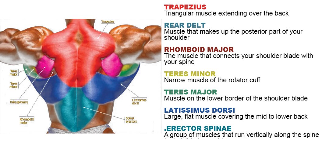 Back muscle anatomy diagram