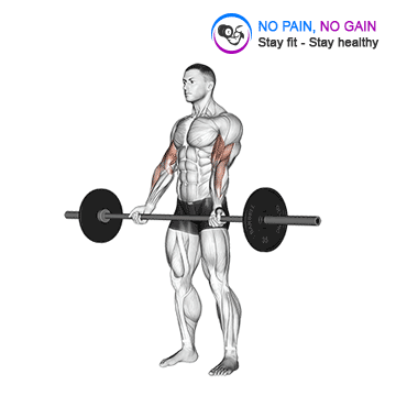 Barbell Curl — exercise demonstration