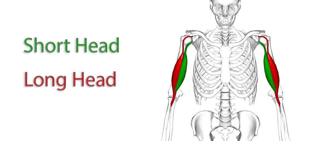 Biceps muscle anatomy diagram