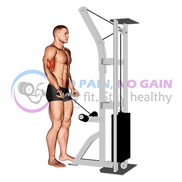 Cable Close Grip Curl
