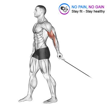 Cable One Arm Biceps Curl Version 2