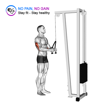 Cable Pushdown with rope attachment — exercise demonstration