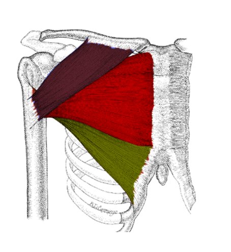 Chest muscle anatomy diagram