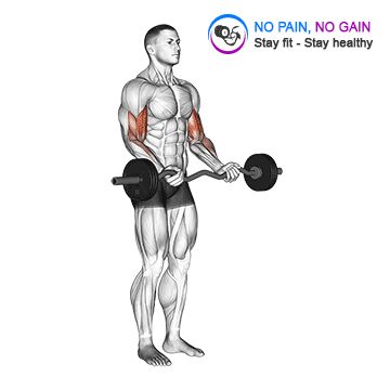 EZ Barbell Curl