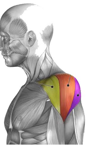 Shoulders muscle anatomy diagram
