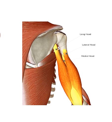 Triceps muscle anatomy diagram